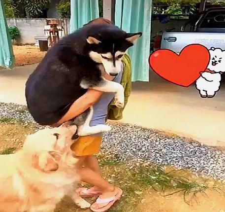 哈士奇撒娇求抱抱,金毛:给老子滚下来!