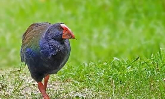 它叫做巨水鸡,巨水鸡是秧鸡科属的一种鸟类动物,这种巨水鸡身长60公分