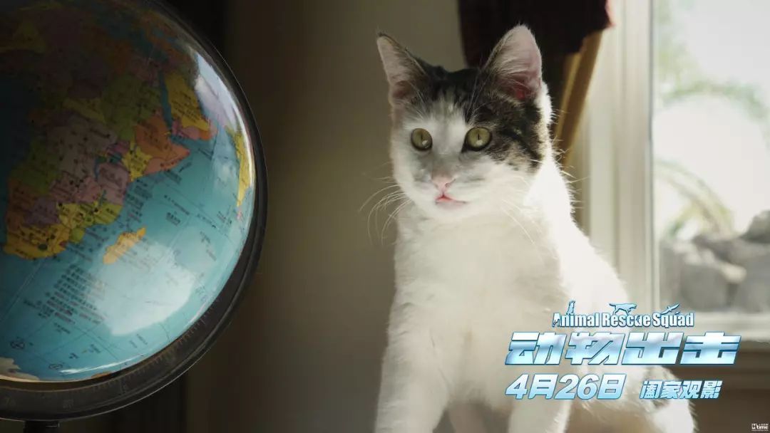 《福尔摩斯3》《动物出击》改档,《波西米亚狂想曲》宣布多制