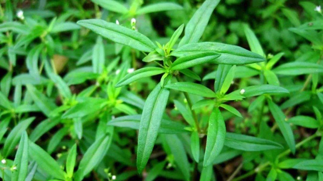 人称蛇总管过去农民见了就挖价值珍贵消炎止痛效果好