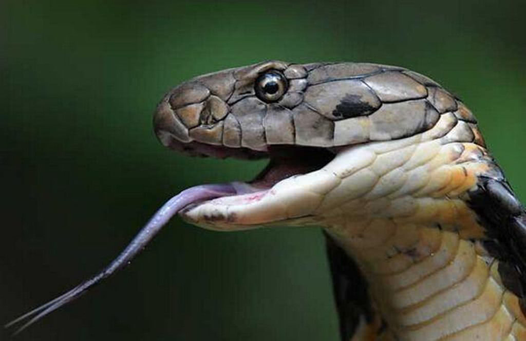 两毒相遇必有一伤眼镜王蛇大战眼镜蛇强中自有强中手