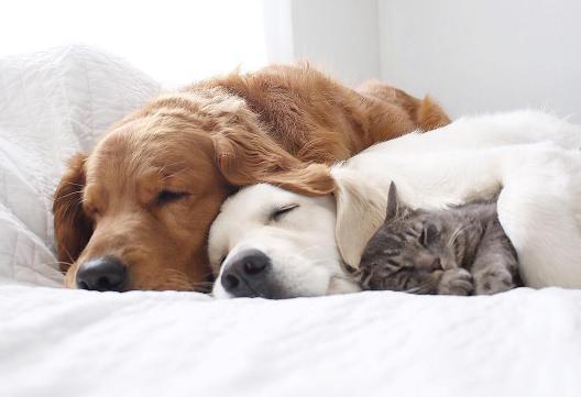 两只狗和一只猫咪的生活日常,猫都快被狗给宠坏了