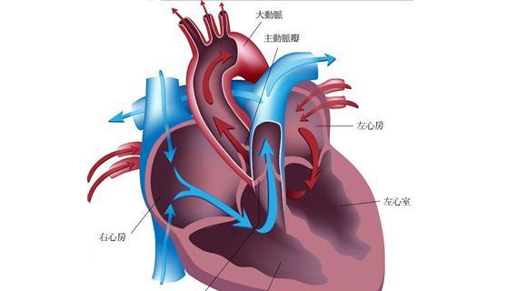 体检出心脏二尖瓣轻度返流是什么原因引起需要注意什么