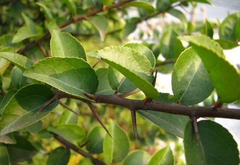 柞木的清洁保养方法,柞木的鉴别方法|柞木|家具|木料_新浪新闻