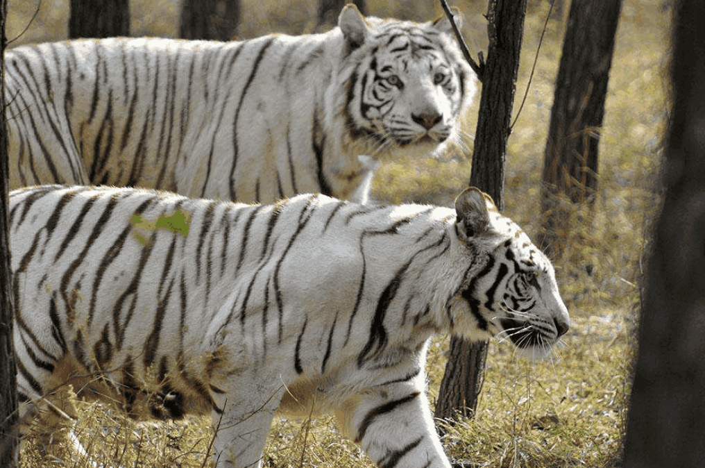 为什么说俄罗斯境内的东北虎数量比较多呢? 说出来你都不敢相信