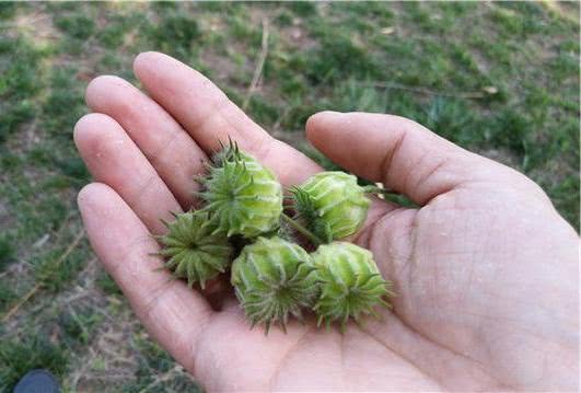 乡下一草叫做石磨草农民最爱剥它的皮却专治耳科疾病