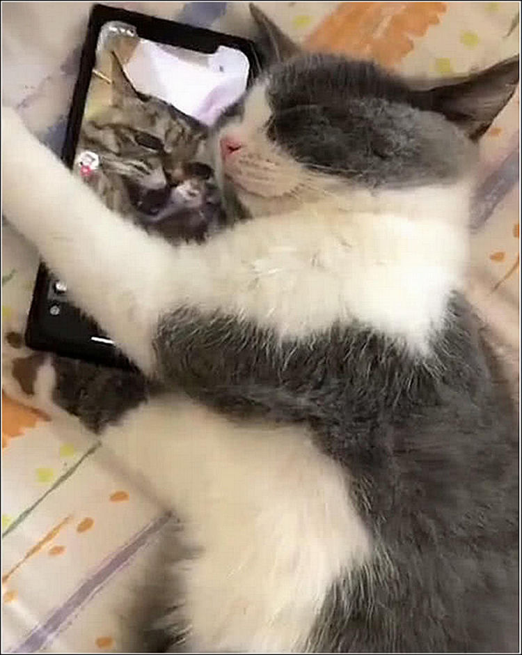 猫咪晚上抱着手机睡觉,主人感觉不对劲,走进看清这一幕后傻眼了