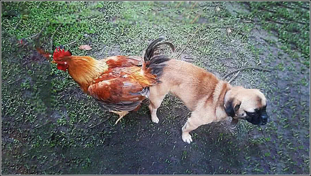 这天,主人发现自己家的狗狗居然和鸡在大家,狗狗咬着鸡翅膀,鸡也不同