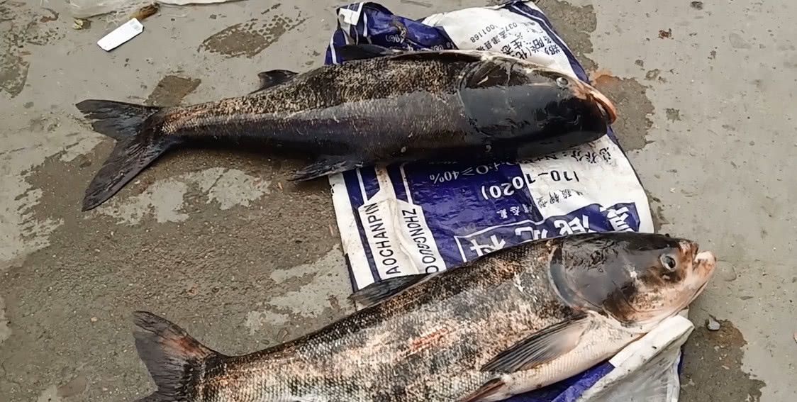 二十多斤的大花鲢有没有被惊到农村集市上这两条大鱼成了亮点