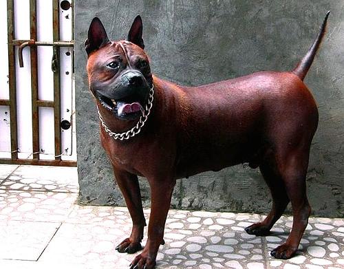 它被称为中国的比特犬历史悠长战斗力强悍位列本土犬前三