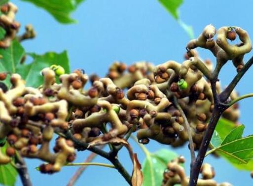 用鸡爪梨泡酒喝, 4个好处轻松收入囊中, 喝过的人深有体会!