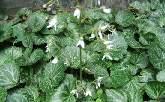 农村山上一种野草,治疗中耳炎有奇效,城里人用来做盆景