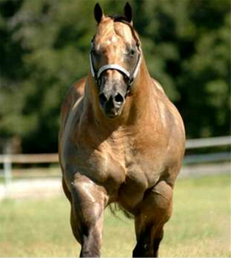 最牛杂交动物,为了生存锻炼出这身肌肉,想必没人敢过来欺负了
