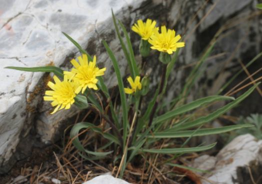 山坡上常见野草,根部似人参,农村称为"老鸦嘴",价值的确珍贵
