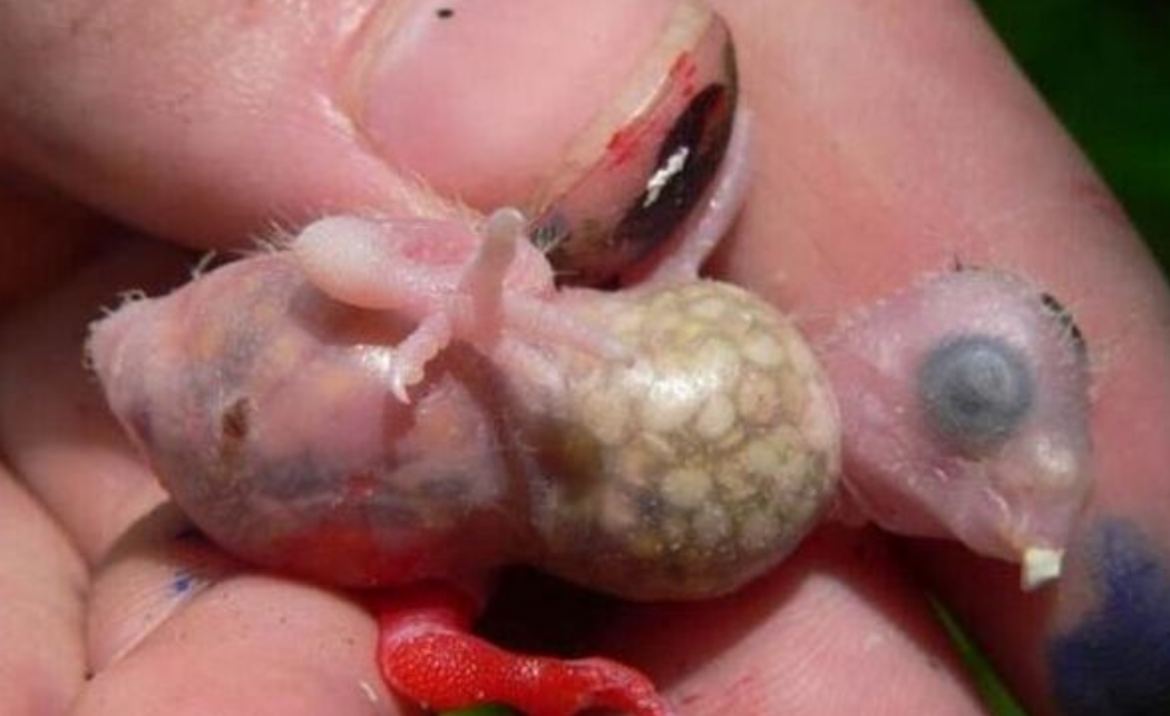 女子山上捡到一窝蛋,拿回去孵化后,看到里面的动物不淡定了!