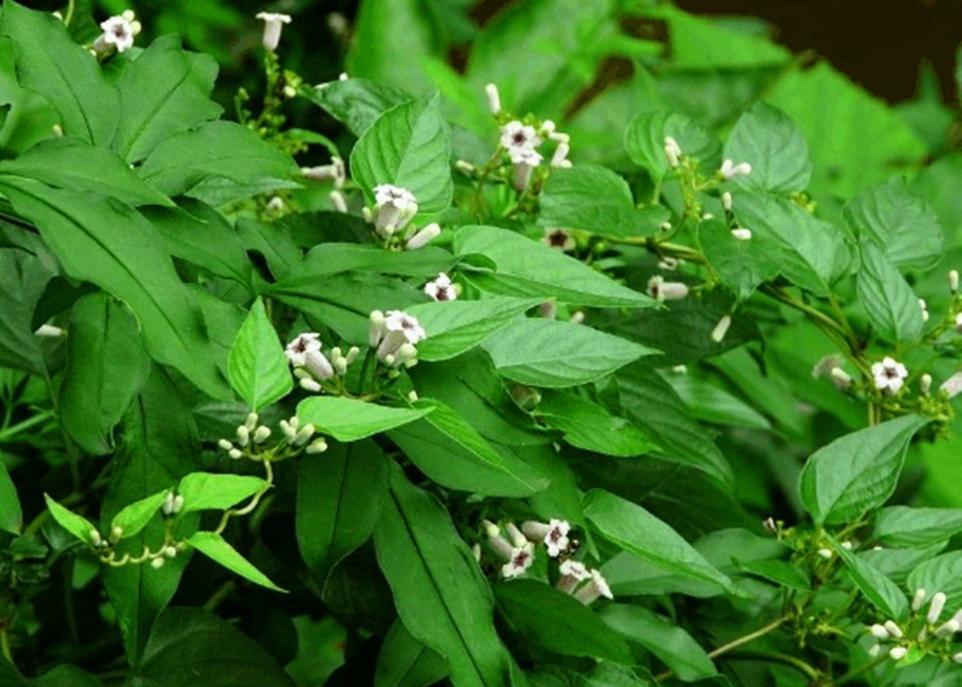 农村这种常见的野草,用来炖肉最好,还可治病,你认识吗?