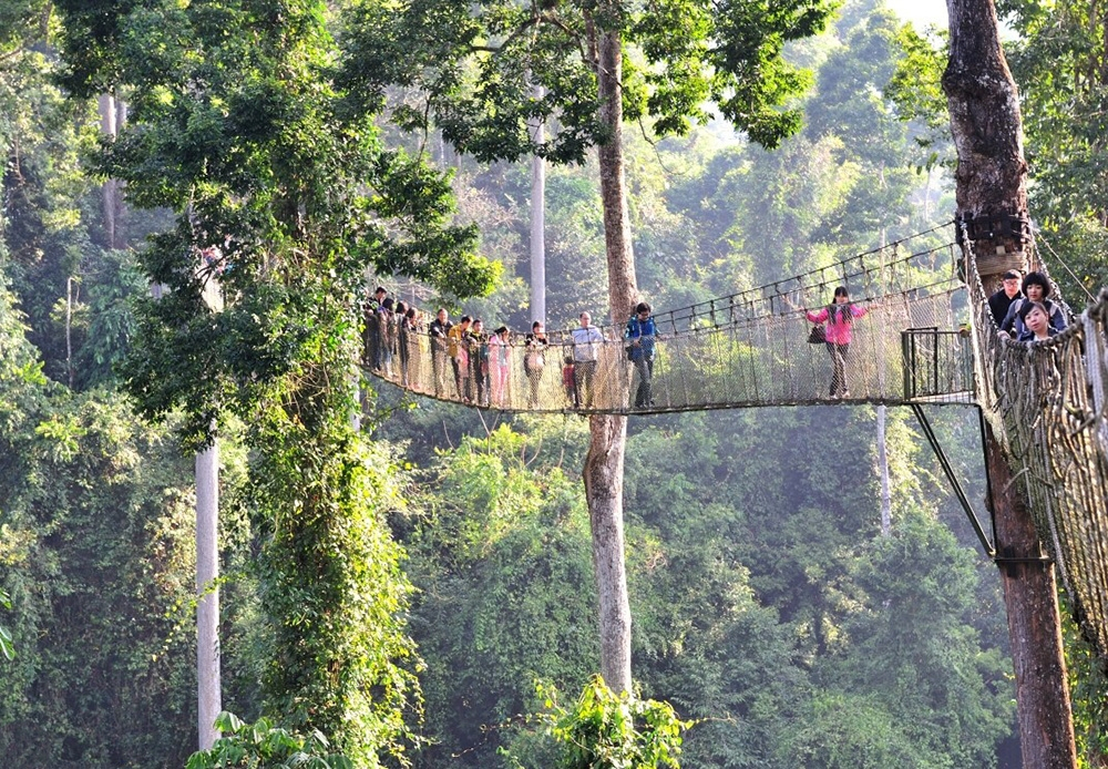 树冠走廊,行走在空中|望天树|树冠|走廊_新浪新闻