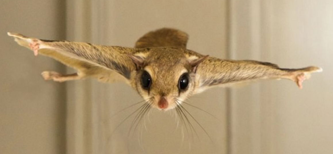 飞鼠不会飞,它们只是……滑翔!