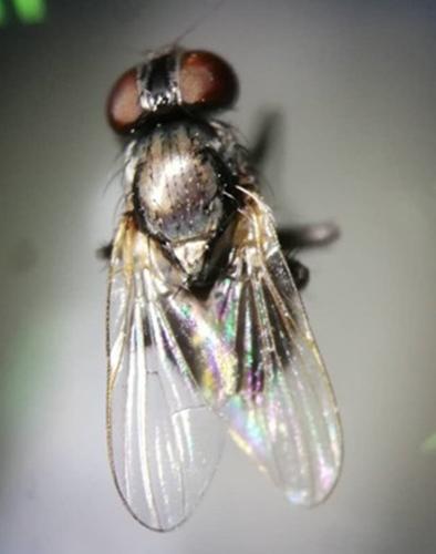 珠海拱北海关捕获新纪录种病媒生物——白纹厕蝇