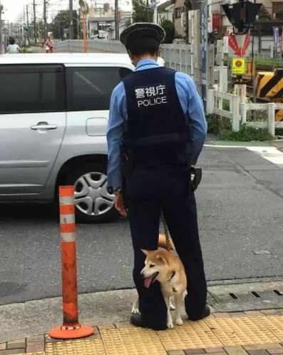 柴柴也能当警犬?日本警察完全控制不了它啊