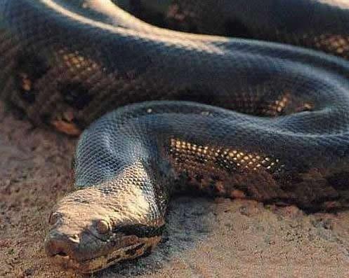 世界上什么蛇最长图片
