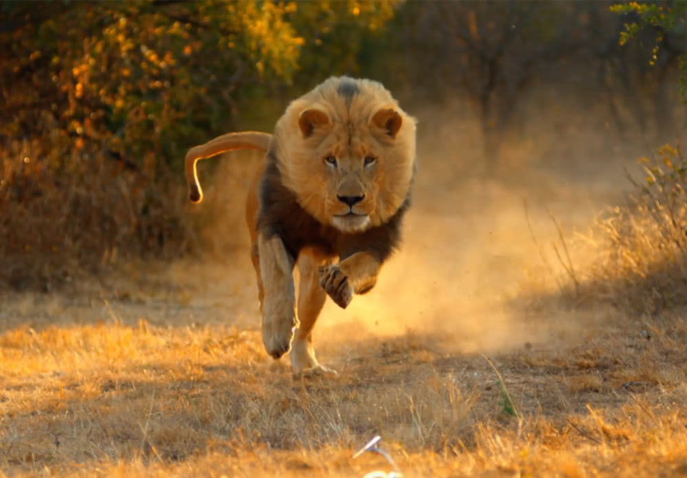 奔跑最快的7种生物,图3同类中最慢,图6跑过了狮子依然濒危