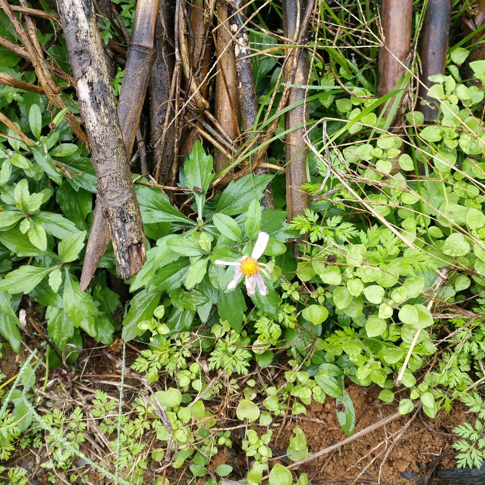 鱼鳅串这种药食两用的植物农村人却割来喂猪简直太可惜了
