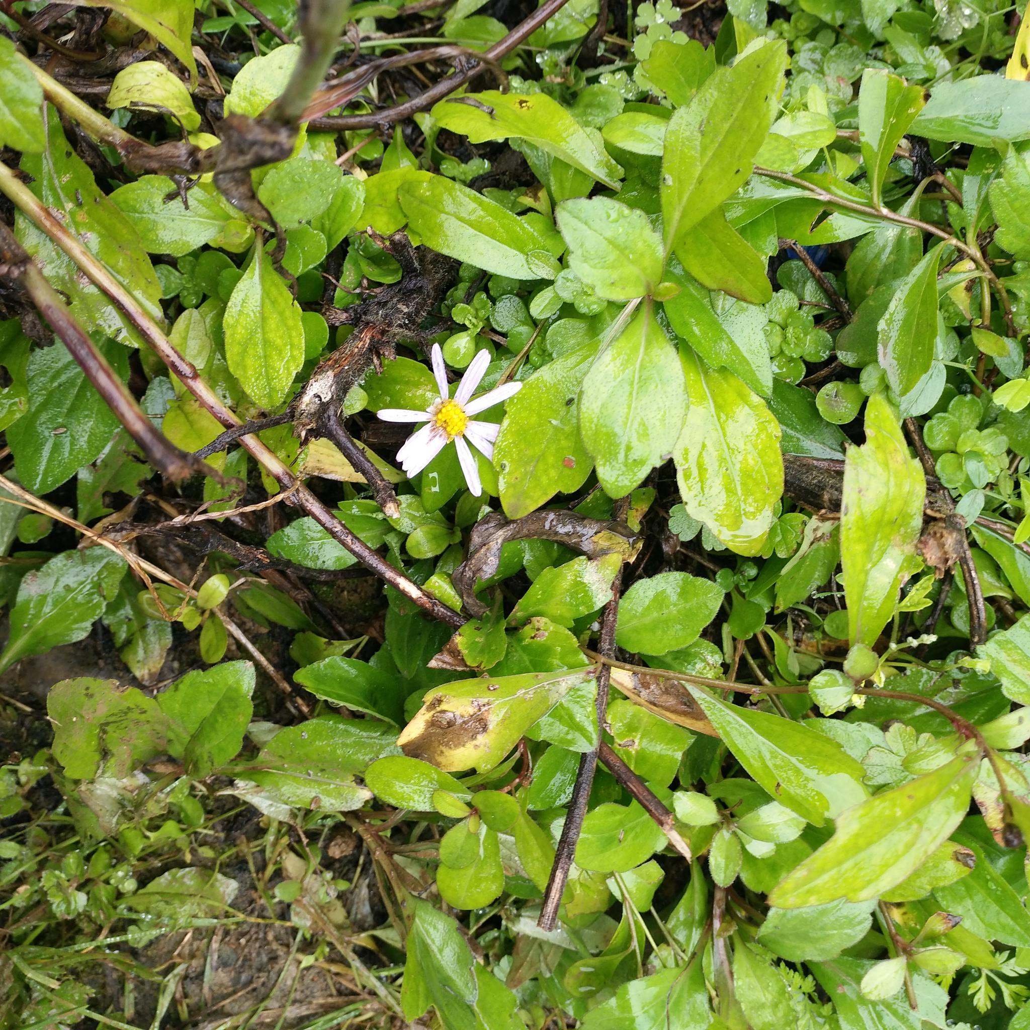 鱼鳅串这种药食两用的植物,农村人却割来喂猪,简直