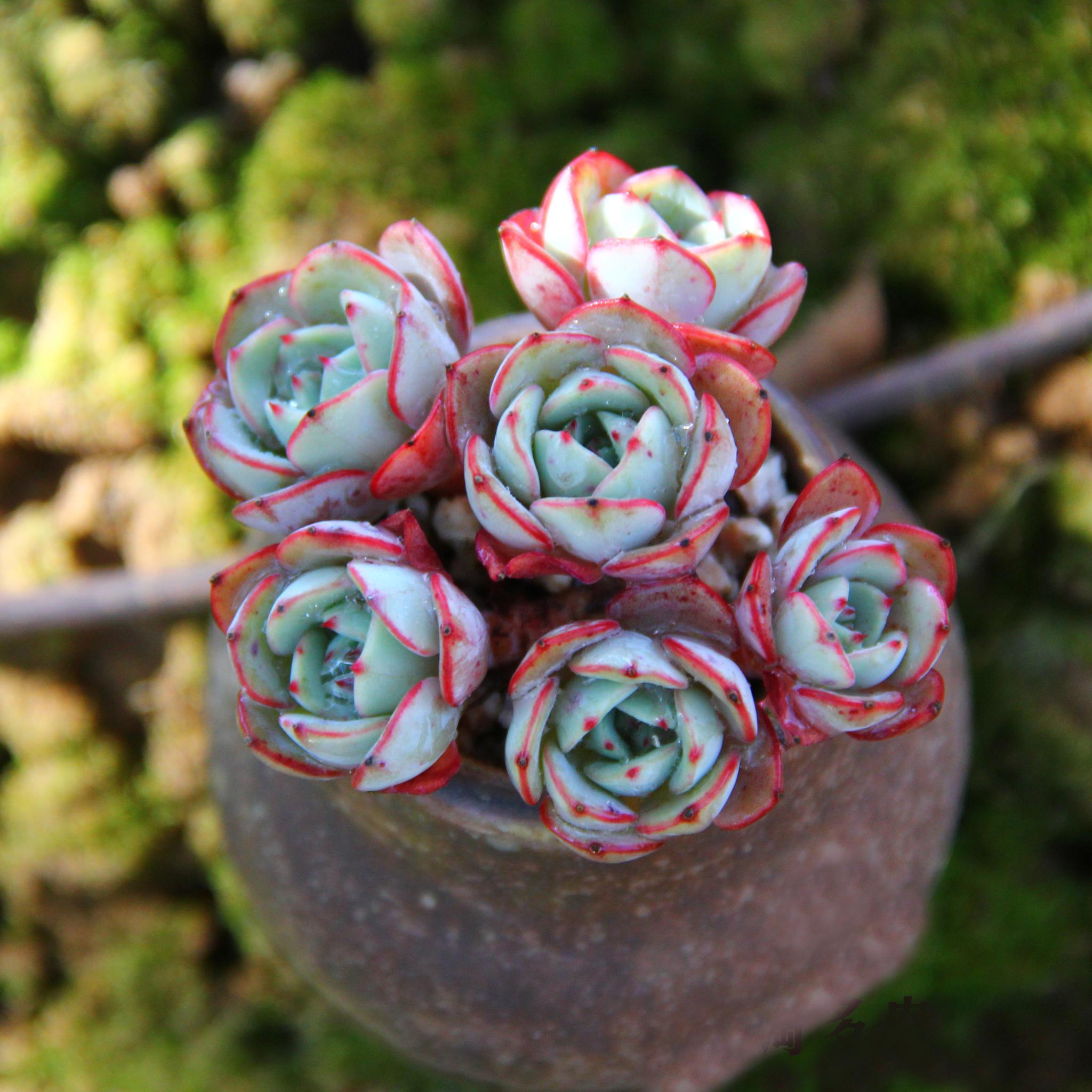 新手放心入坑易养奶油黄桃多肉植物你要试养才行