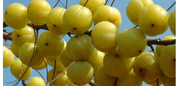 4种农村野味零食,八月瓜上榜,吃过2种以上的多半是80后和9