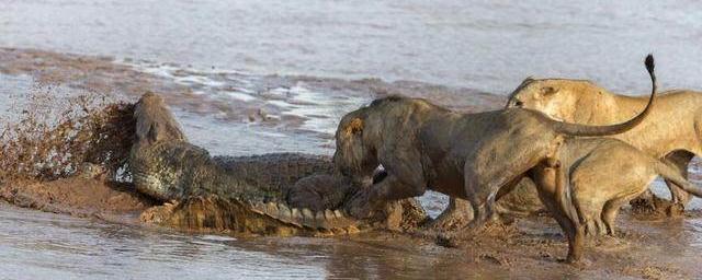 狮子冒死咬鳄鱼脚丫子,瞬间暴躁的鳄鱼太吓人!谁想狮子另有意图