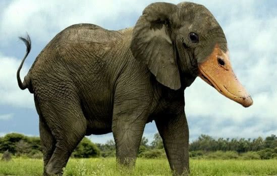 新物种的诞生,动物之间的混血宝宝!网友:企鹅二哈什么走向