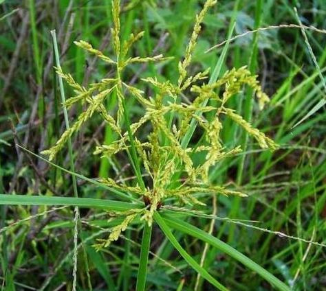 农村常见的一种野菜,治疗头痛,胸闷,闭经和月经不调|闭经|月经不调|胸