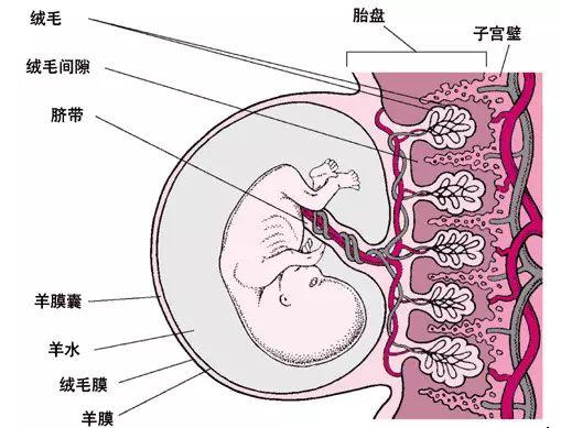 胎盘前壁和后壁图解图片