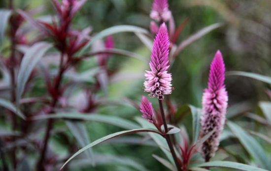 青葙的别名叫狗尾草,百日红.