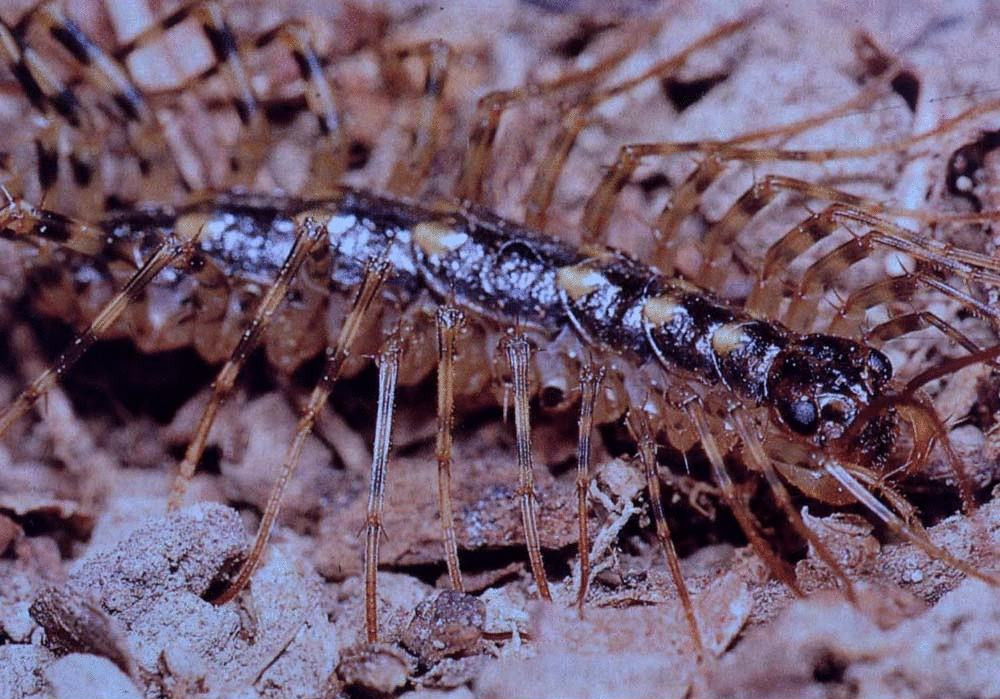 这种常见的小动物在山东农村叫草鞋底它是益虫还是害虫呢