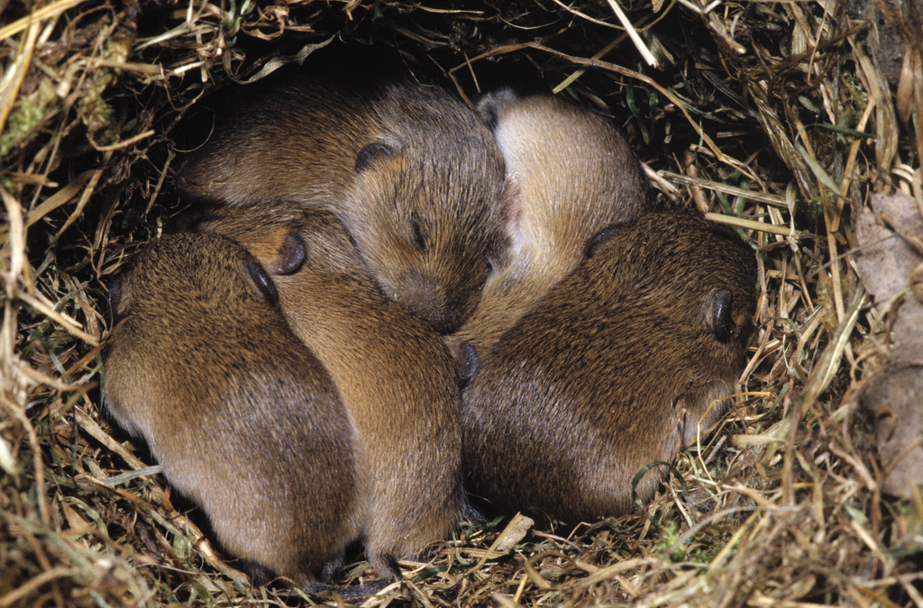 曾在田里横行霸道,如今却上了餐桌,营养价值高,一只顶三只母鸡|田鼠