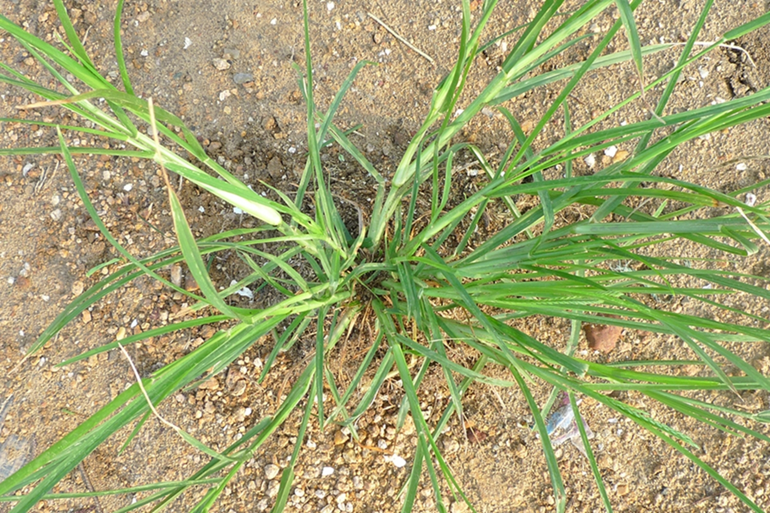 农村田边野草农民见到就烦却是民间风湿良药人称拽倒驴