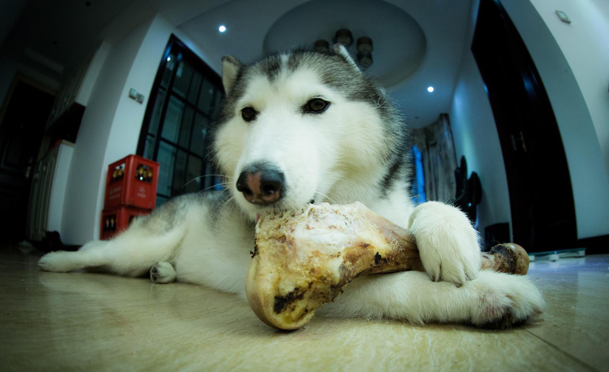 不只翻垃圾,第五个狗狗都喜欢|狗狗|猎物|食物_新浪新闻