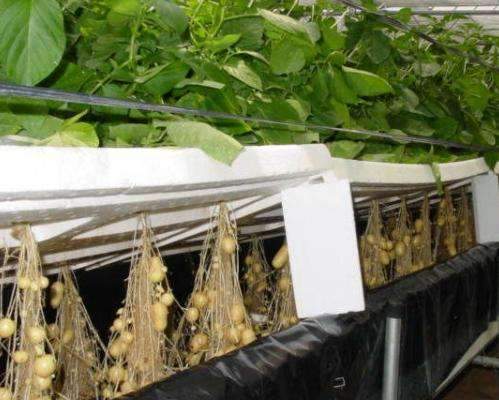 土豆栽培有新招切成块无土水培一颗能结50个真厉害