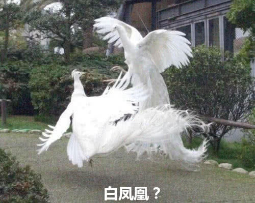 传说中的"白凤凰"现世,评论却沸腾了:这不就是沈王爷本尊嘛