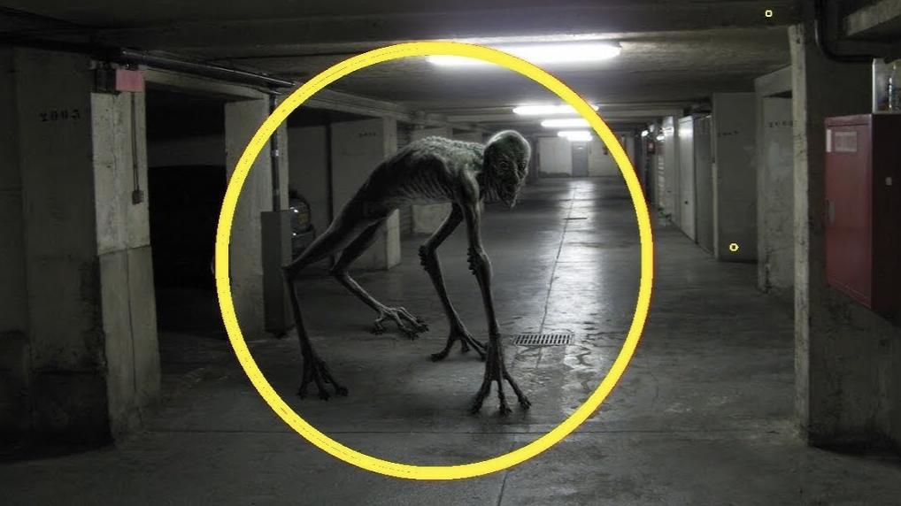 五个被镜头拍到的神秘生物