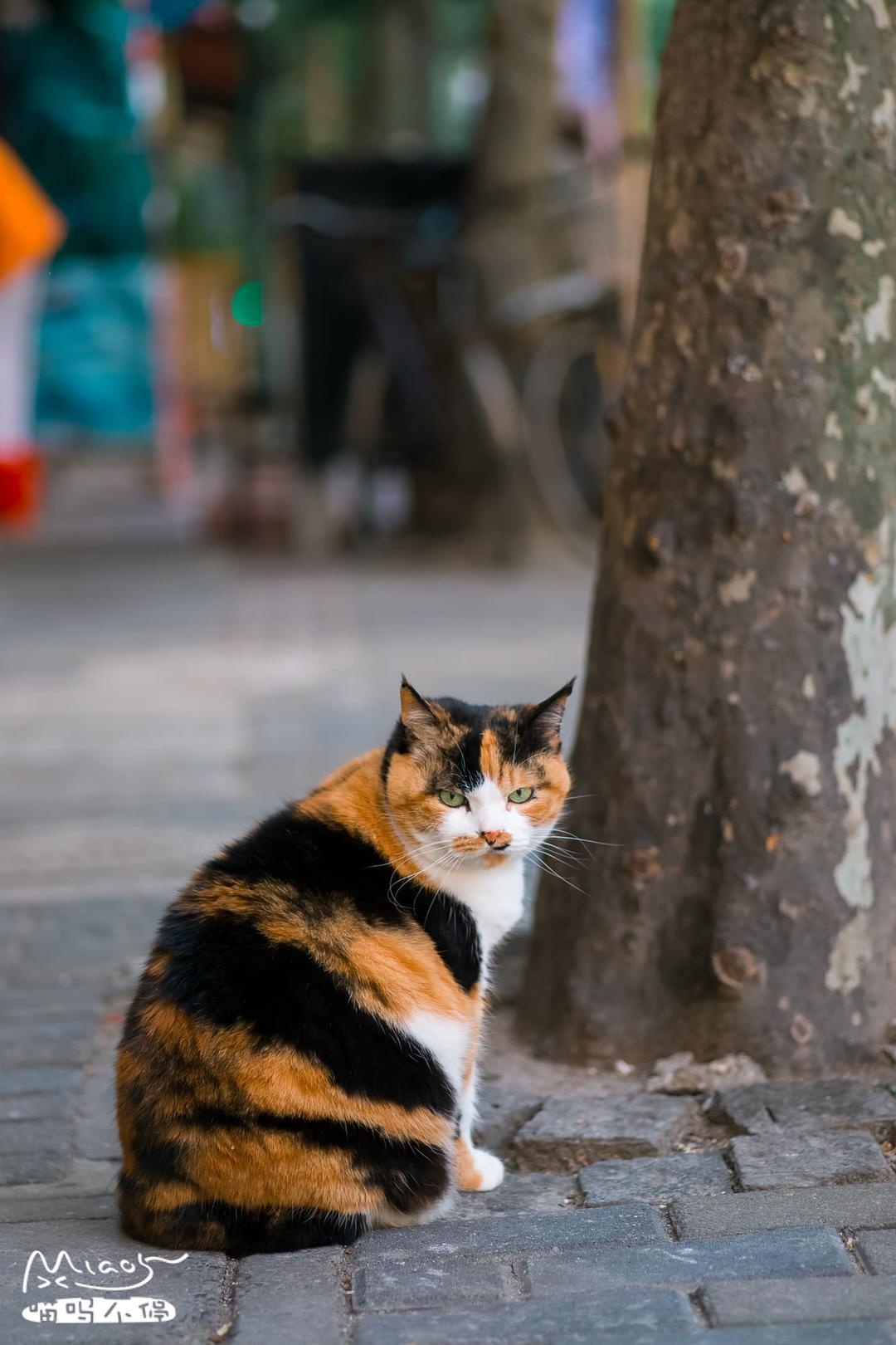 身材短胖成圆桶毛色一层一层像蜜蜂这种三花猫还是头次见