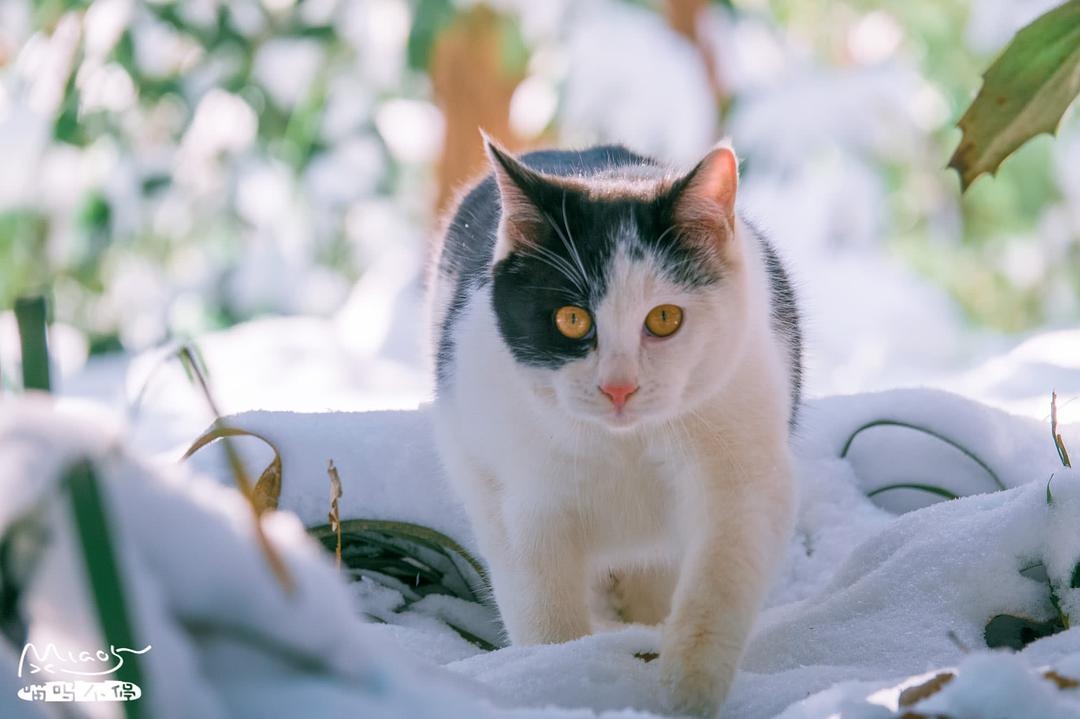 雪地中,这只流浪猫的鼻子冻得红彤彤,又可爱又让人心疼!