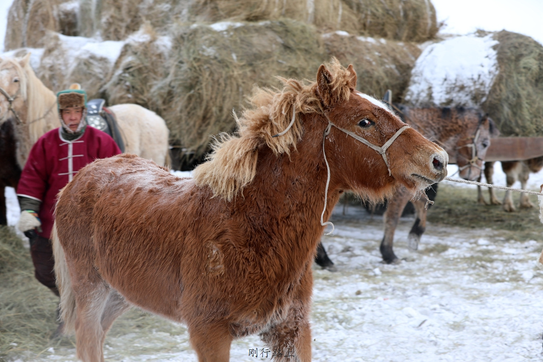 冬日里的蒙古马叱咤风云在白色的呼伦贝尔草原上