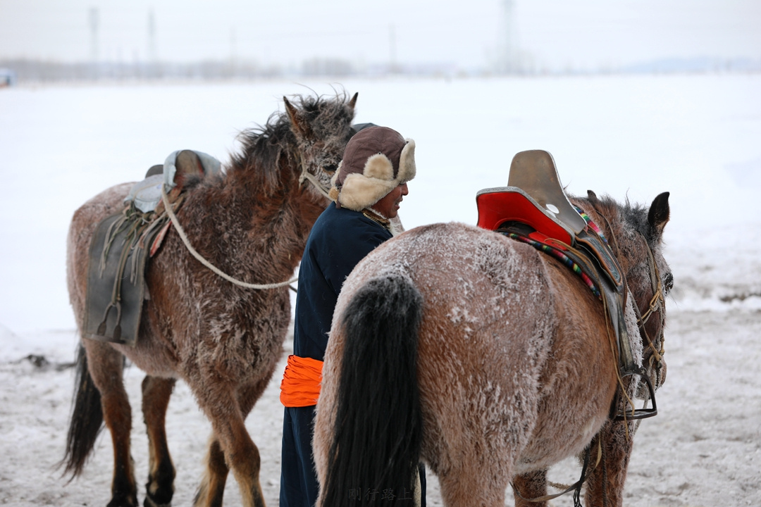 冬日里的蒙古马叱咤风云在白色的呼伦贝尔草原上