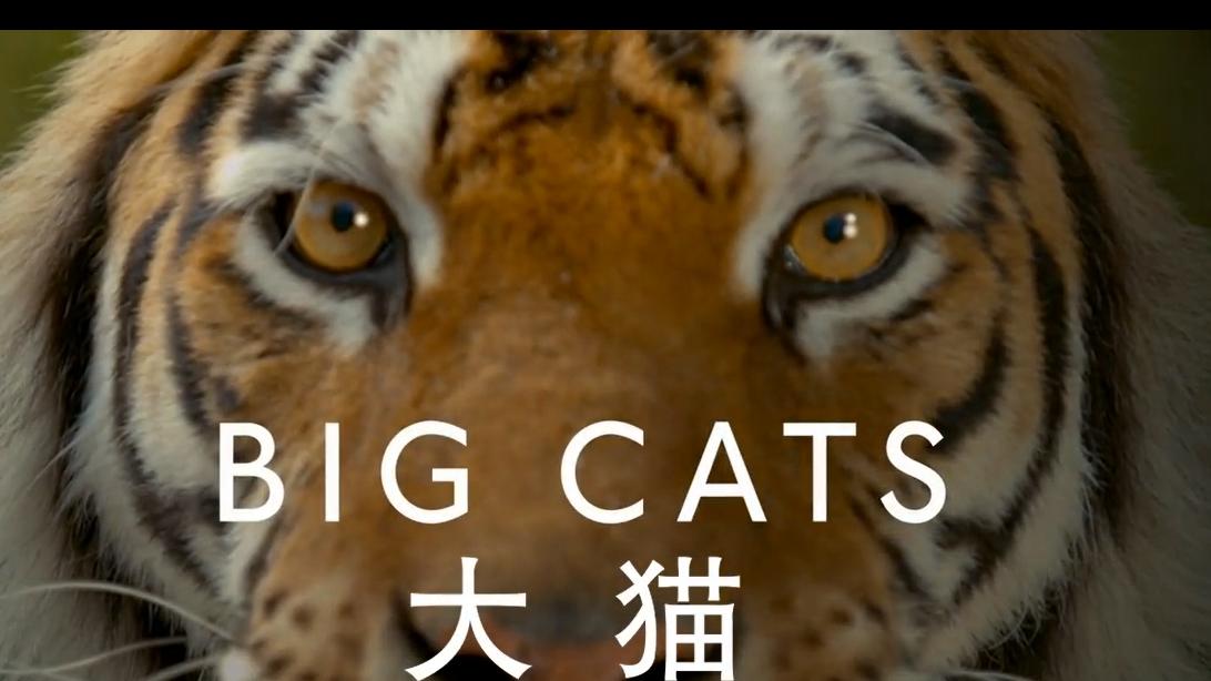 bbc最新经典纪录片:大型猫科动物第一季第2集