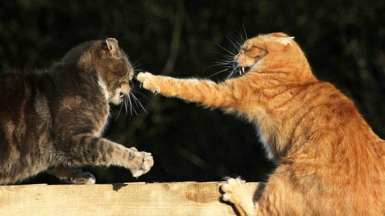 为什么猫咪打架时,总喜欢一巴掌呼过去?看完我要笑哭