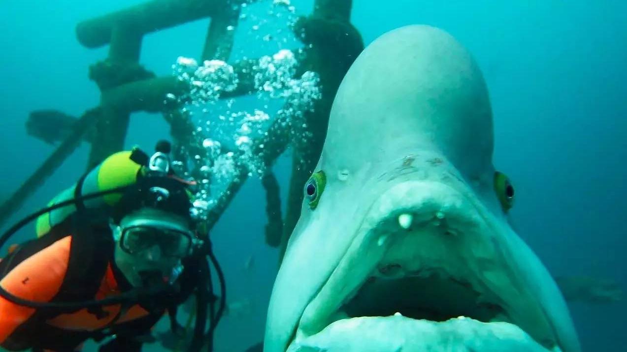 日本海洋深处发现怪鱼,头顶长出大瘤包,到底是什么?