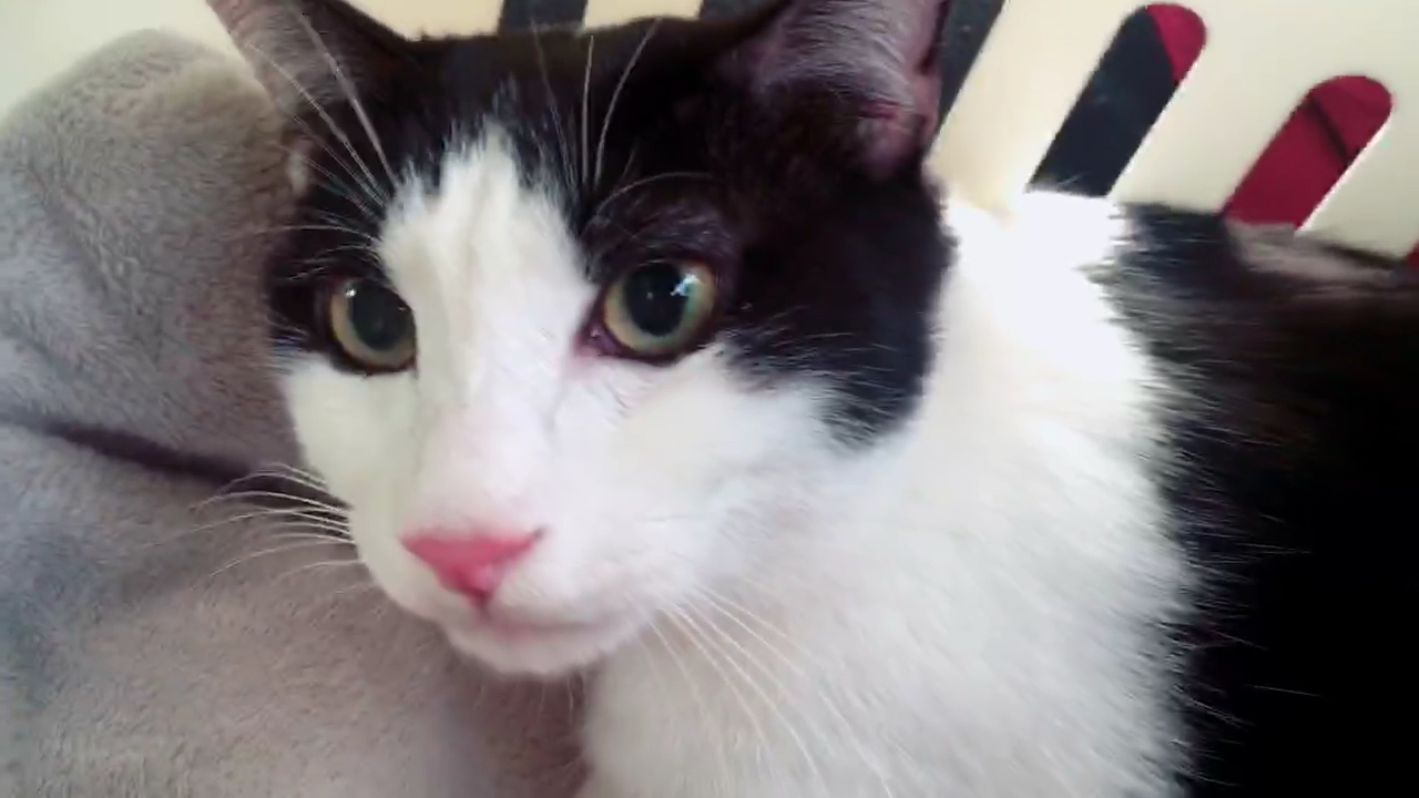 中分大佬感冒了,正在去医院的路上,要打针了,中分大佬委屈巴巴 花花与